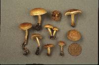 Pholiota highlandensis image