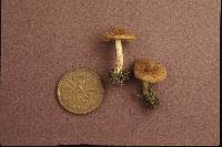 Inocybe lacera image