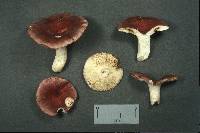 Russula brunneola image