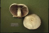 Agaricus arvensis image