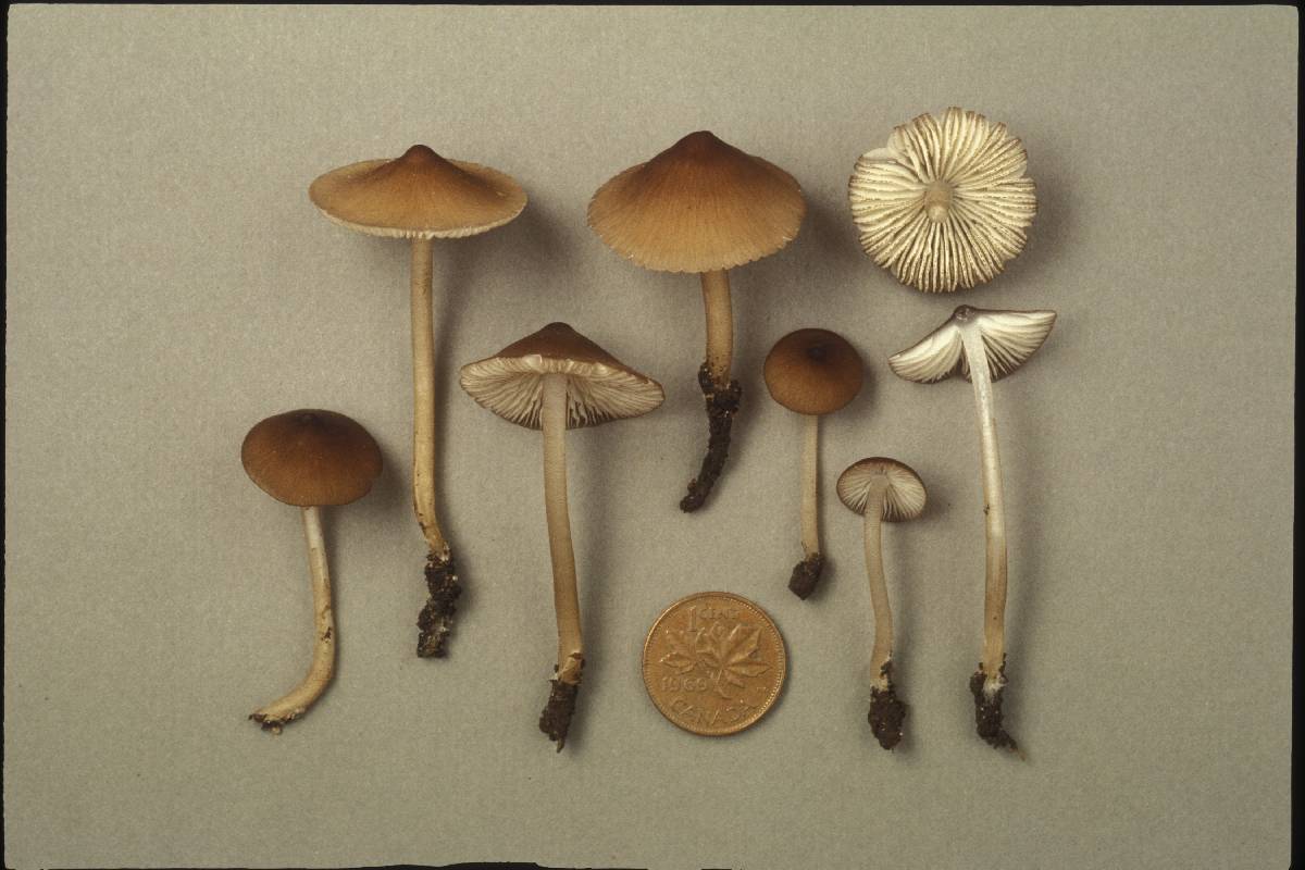 Mycena kauffmanii image