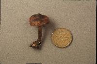 Cortinarius vernus image