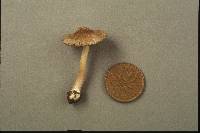 Inocybe oblectabilis image