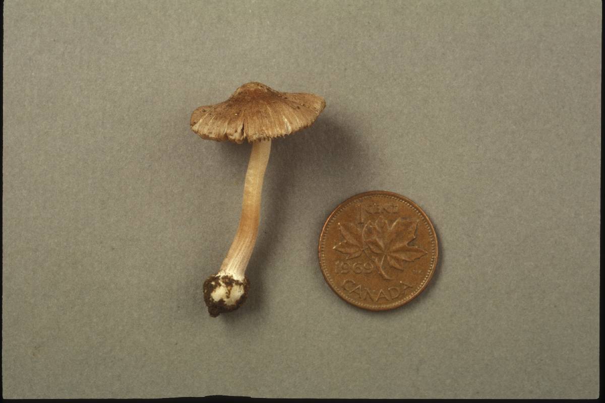 Inocybe oblectabilis image