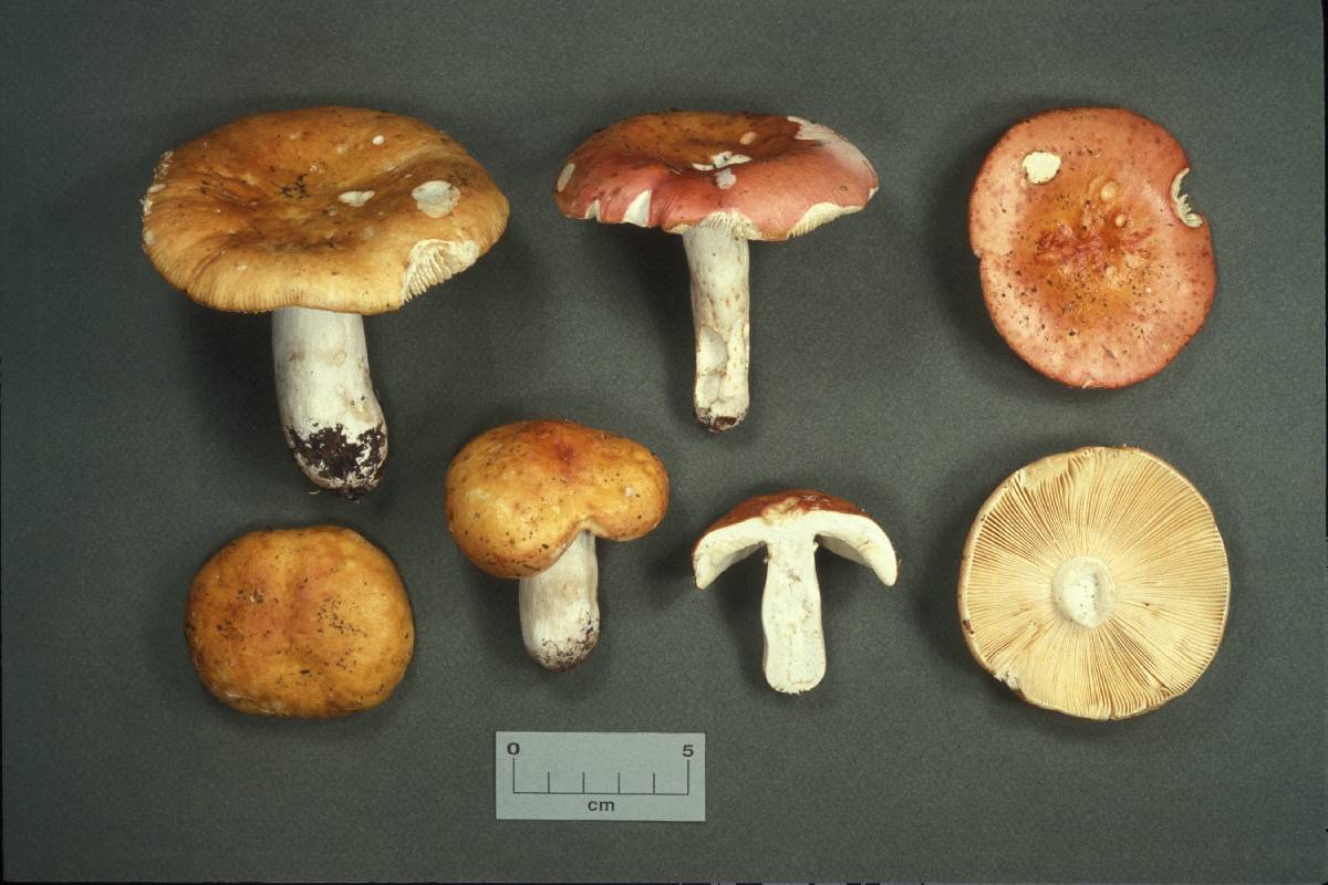 Russula betuletorum image