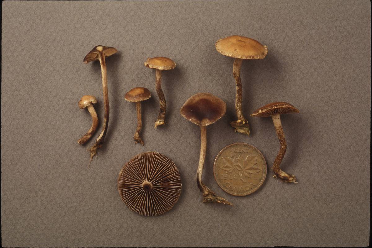 Psilocybe rhomboidospora image