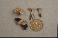 Tatraea macrospora image