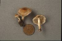 Inocybe tigrina image