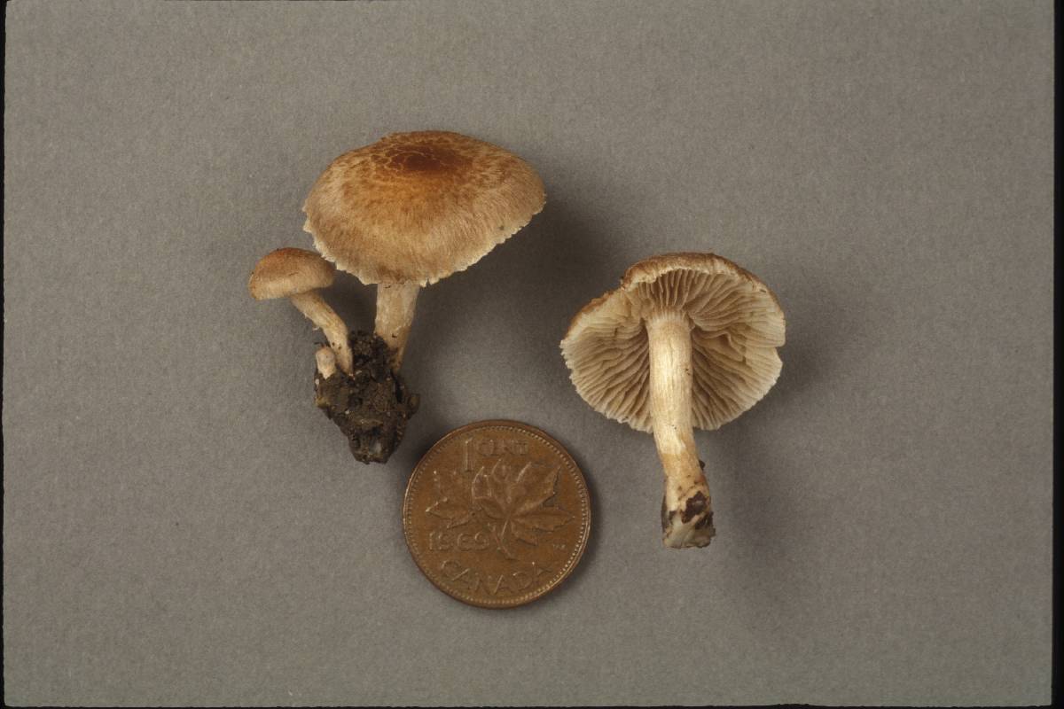 Inocybe tigrina image