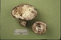 Russula albonigra image