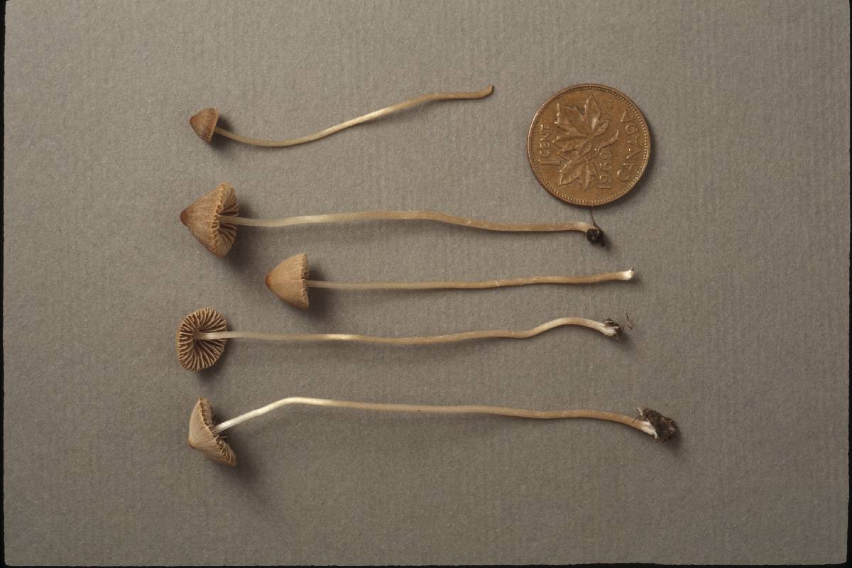 Psathyrella tenera image