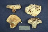 Lactarius vellereus image