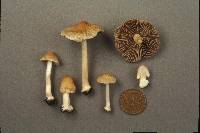 Inocybe mixtilis image