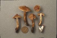 Cortinarius castaneus image