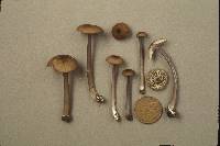 Entoloma asprellum image