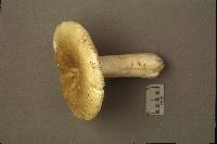 Russula cicatricata image