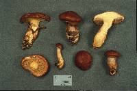 Suillus glandulosus image