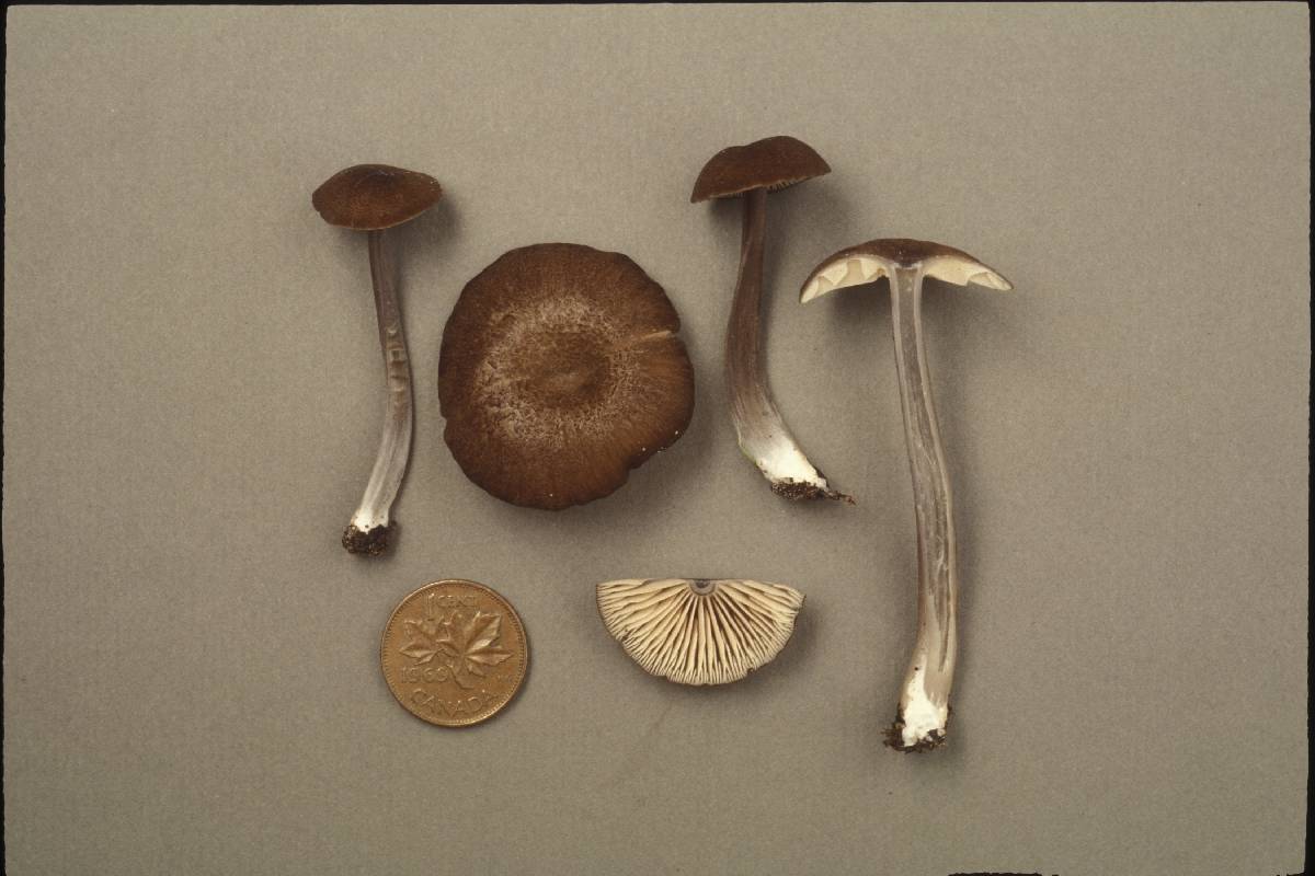 Entoloma anatinum image