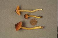 Hygrocybe marginata image