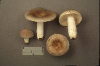 Russula modesta image