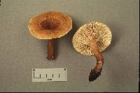 Lactarius frustratus image