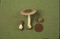 Amanita farinosa image