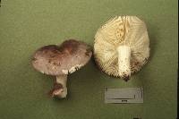 Russula ornaticeps image