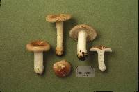 Image of Russula lutescentipes