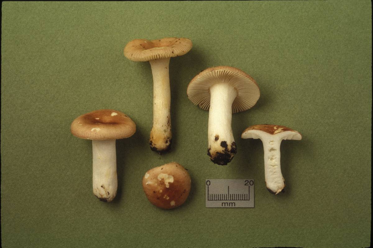 Russula lutescentipes image