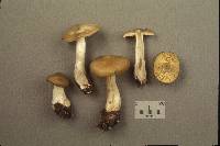 Entoloma flavifolium image