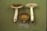 Russula viridibrunnea image