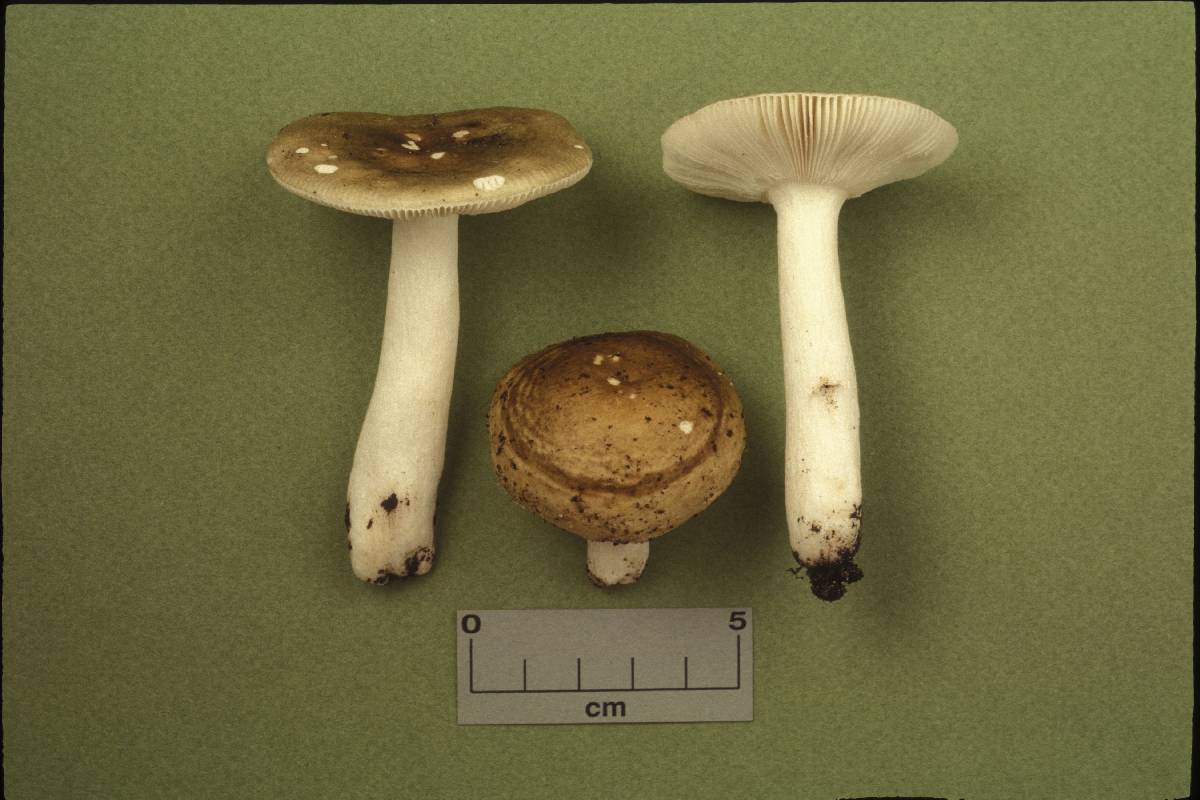 Russula viridibrunnea image