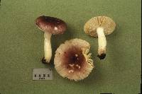 Russula puellaris image