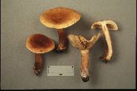 Lactarius badiopallescens image