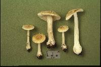 Amanita minutula image