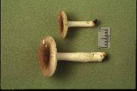 Russula puellaris image