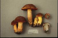 Boletus subluridellus image