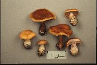 Cortinarius quercophilus image