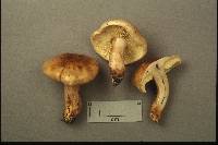 Tricholoma fulvum image