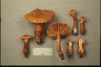 Cortinarius distans image