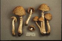 Psathyrella echiniceps image