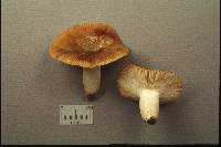 Russula pectinatoides image