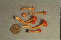 Hygrocybe miniata image