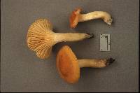 Hygrocybe pratensis image