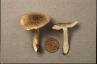 Tricholoma marquettense image