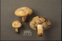 Lactarius luteolus image