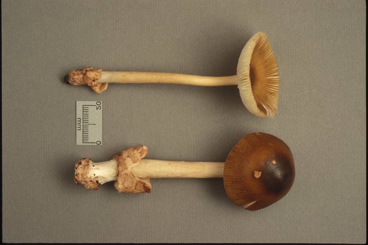 Amanita pseudofulva image