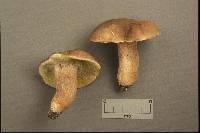 Boletus variipes image