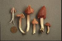 Hygrocybe calyptriformis var. calyptriformis image