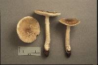 Amanita pseudobrunnescens image